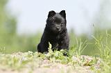 SCHIPPERKE 299